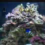 14 gallons reef tank (mostly live coral and fish) - This is our brand new 14 gallon oceanic biocube, it has only been running for about a month now, enjoy... 1/15/07