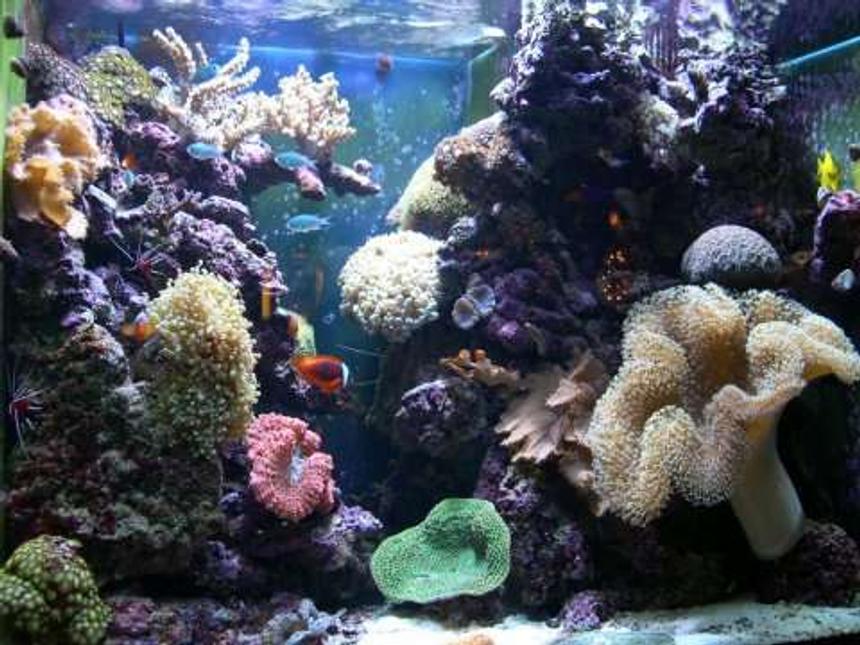 Rated #31: 100 Gallons Reef Tank - Six Months Old