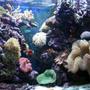 100 gallons reef tank (mostly live coral and fish) - Six Months Old