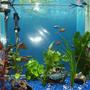 26 gallons freshwater fish tank (mostly fish and non-living decorations) - :)