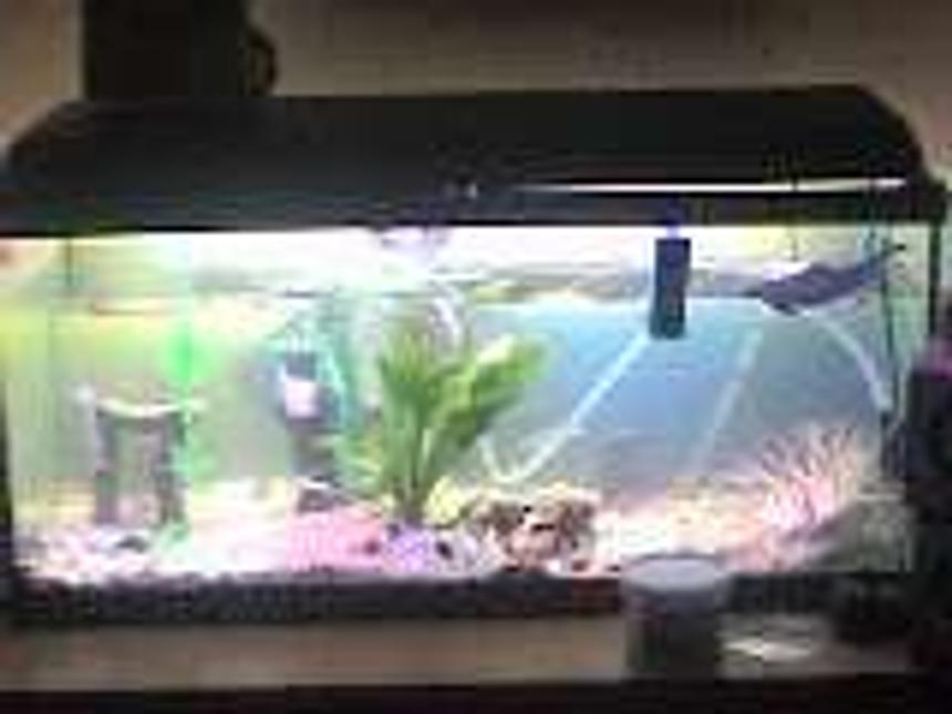 Rated #582: Freshwater Fish Tank - t