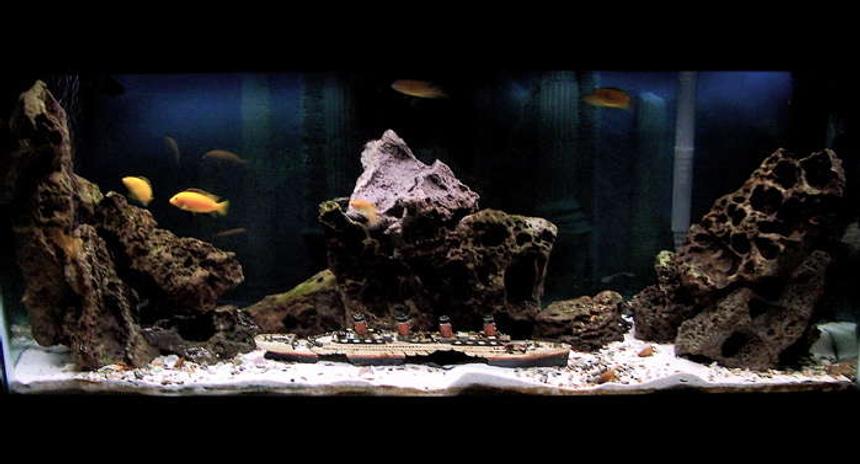 Rated #73: 55 Gallons Freshwater Fish Tank - 55 GALLON FRESHWATER TANK
RECREATION OF SUNKEN TITANIC 
WITH OCEAN SAND AND ROCKS FROM THE BAHAMAS
FILTERED WITH A AQUACLEAR 70 
AIR BY OPTIMA
4 PENGUIN POWERHEADS FOR CIRCULATION. LIGHTING BY AQUA-GLO & LUNAR BLUE AQUALIGHT
TANK HAS COLUMBIAN SHARKS, YELLOW CHICLIDS, FIDDLER CRABS, REDTAIL CATFISH, RAINBOW SHARK, 8 FRESHWATER CLAMS, ETC..