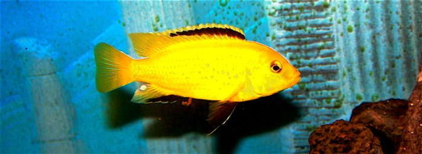 Rated #1806: Freshwater Fish - Labidochromis Caeruleus - Electric Yellow Cichlid Stocking In 55 Gallons Tank - Mello Yello