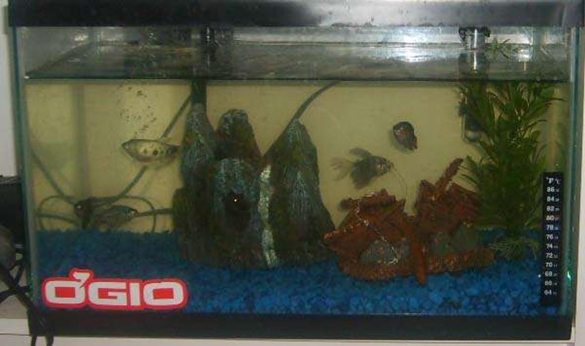 10 gallons freshwater fish tank (mostly fish and non-living decorations) - my first tank 10g semi agr fish