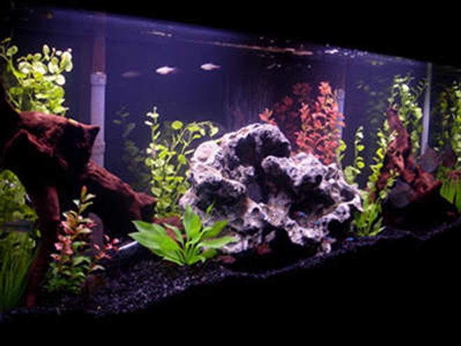 55 gallons freshwater fish tank (mostly fish and non-living decorations) - My 55 Gallon Tank