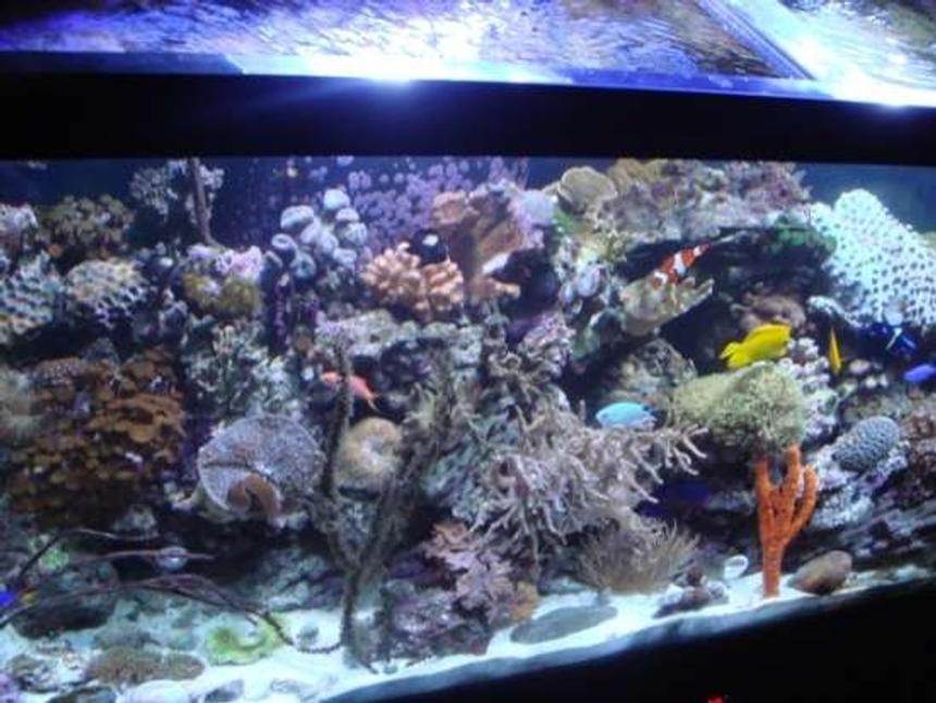 Rated #82: 90 Gallons Reef Tank - Pic of my 90 gallon reef.