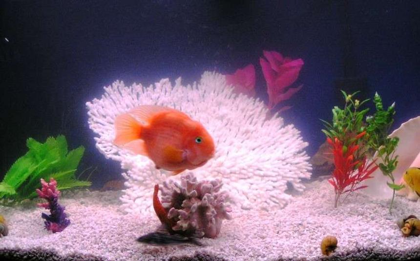 Rated #382: 55 Gallons Freshwater Fish Tank - My Tank January 2007