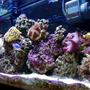 reef tank (mostly live coral and fish) - coral life
