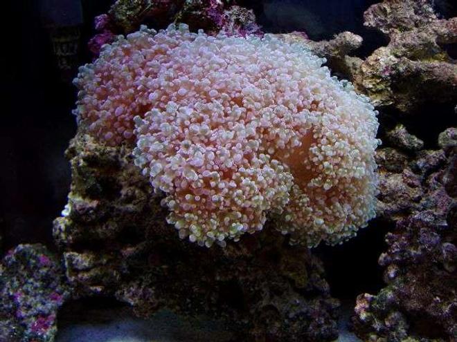 corals inverts - euphyllia paradivisa - frogspawn coral - Frogspawn Coral