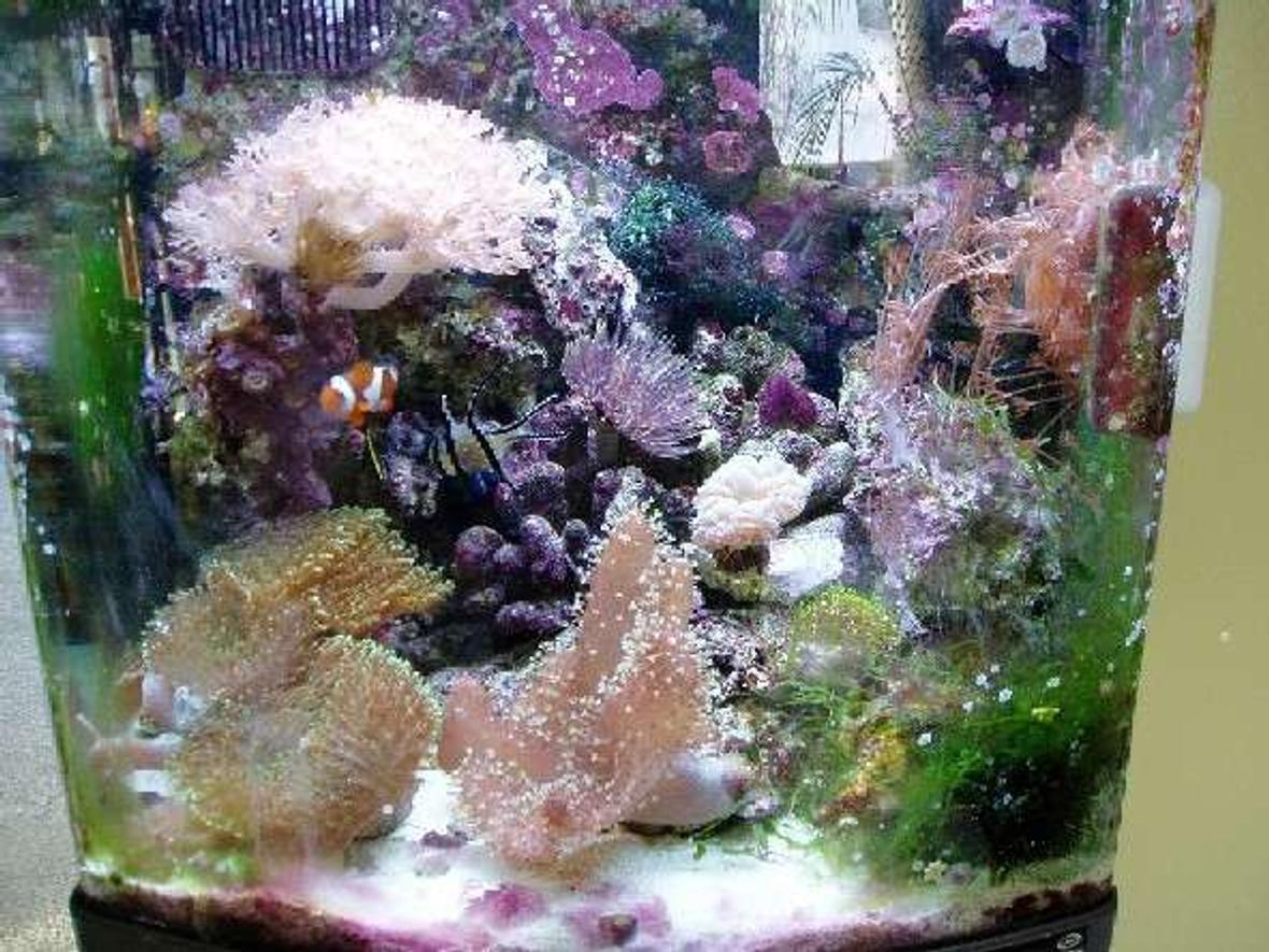 24 gallons reef tank (mostly live coral and fish) - I have a 24 Gallon Nano Cube Reef Tank that I have had up for 1 year. In the bottom right of the pic you can see added some Caulerpa to help with nitrates and phosphates since I have no refugium.