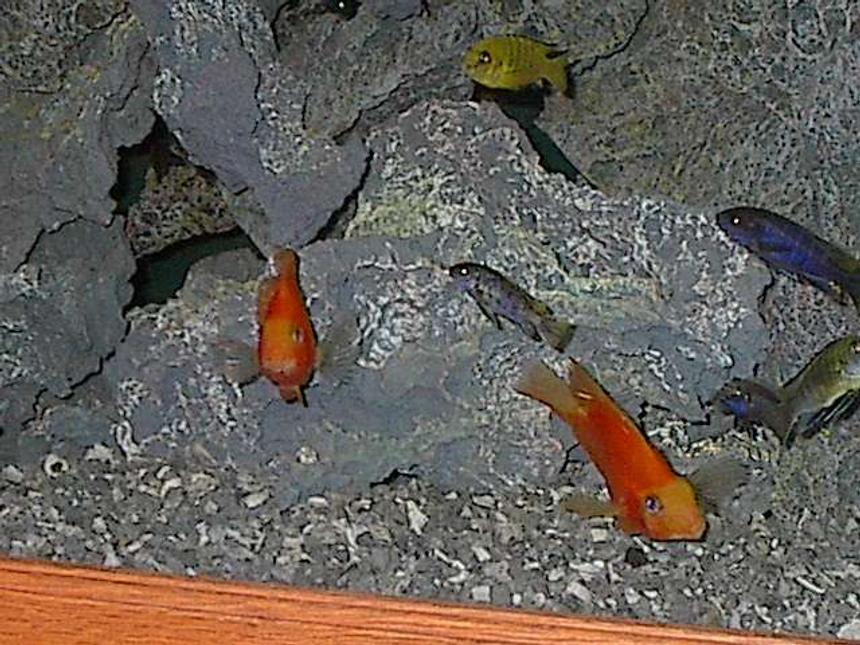 Rated #2180: Freshwater Fish - Heros Severus X Amphilophus Citrinellum - Blood Parrot Stocking In 150 Gallons Tank - ccichlids