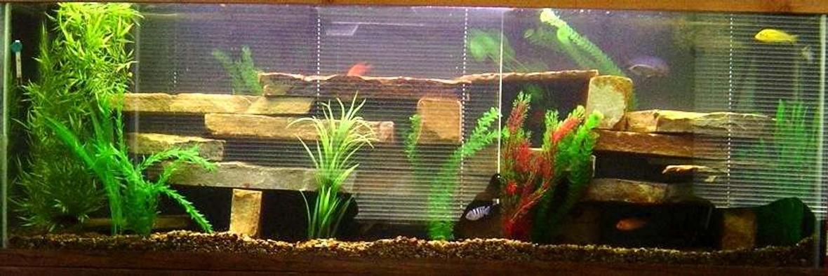 125 gallons freshwater fish tank (mostly fish and non-living decorations) - updated pic of my tank you will hate it or love it just the way freahwater tank are