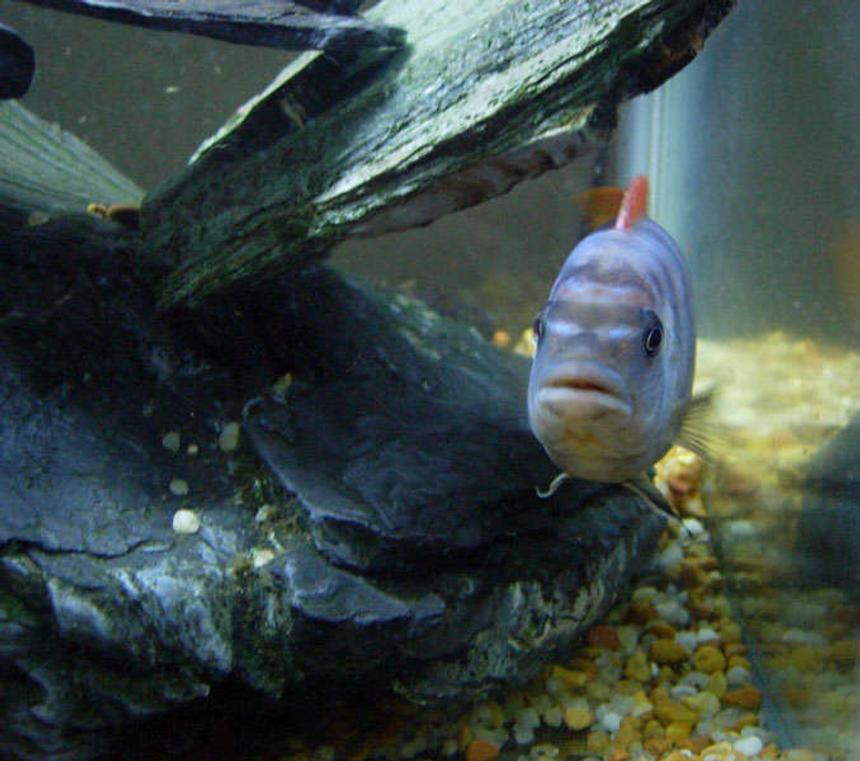 Rated #1672: Freshwater Fish - Labidochromis Sp. - Hongi Stocking In 20 Gallons Tank - Hongi