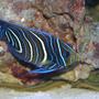 saltwater fish - pomacanthus semicirculatus - koran angelfish stocking in 190 gallons tank - koran angel