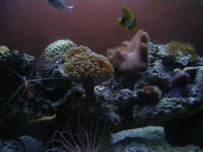 36 gallons reef tank (mostly live coral and fish) - 36 Gallon Reef