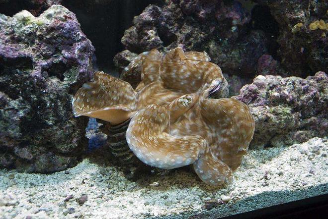 corals inverts - tridacna maxima - gold maxima clam stocking in 190 gallons tank - Gold Maxima Clam