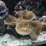 corals inverts - tridacna maxima - gold maxima clam stocking in 190 gallons tank - Gold Maxima Clam