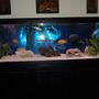 125 gallons freshwater fish tank (mostly fish and non-living decorations) - 125 gallon AGA African Cichlid tank. Filtration includes 2 x Aquaclear 500, 1 Filstar XP3, 4 Hagen 400gph Powerheads for 6 Under Gravel Jets, and a dual air pump. My temp is a constant 79F set with a 250 watt heater.