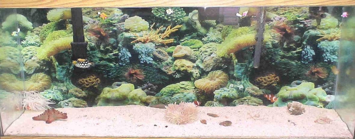 55 gallons saltwater fish tank (mostly fish, little/no live coral) - 55 GALLON SALTWATER FISH TANK