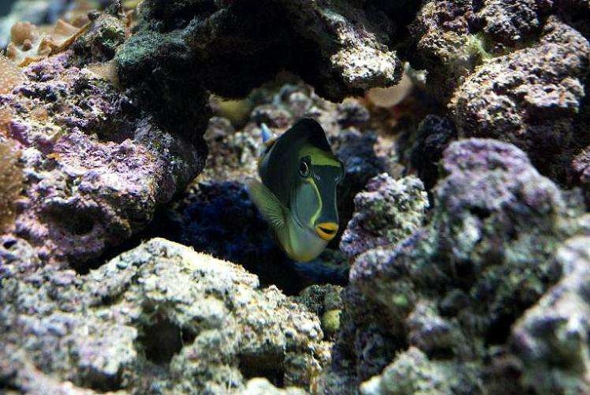 saltwater fish - naso elegans - naso blonde tang stocking in 190 gallons tank - Blonde Naso Tang