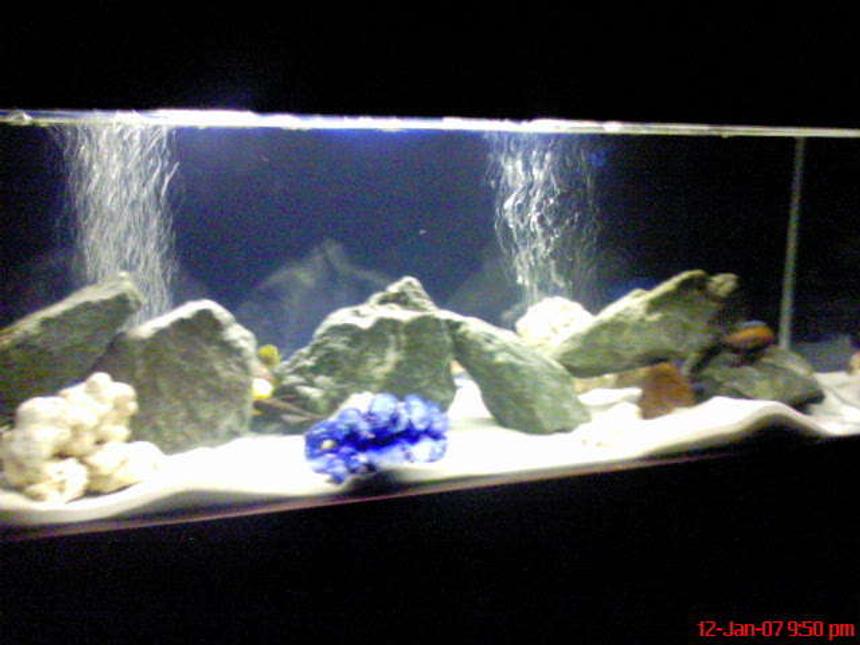 Rated #430: 60 Gallons Freshwater Fish Tank - White sand, blue rocks, blue bacground!!! looks awesome at night time with the beautiful colours of the fish!!