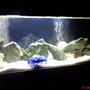 60 gallons freshwater fish tank (mostly fish and non-living decorations) - White sand, blue rocks, blue bacground!!! looks awesome at night time with the beautiful colours of the fish!!