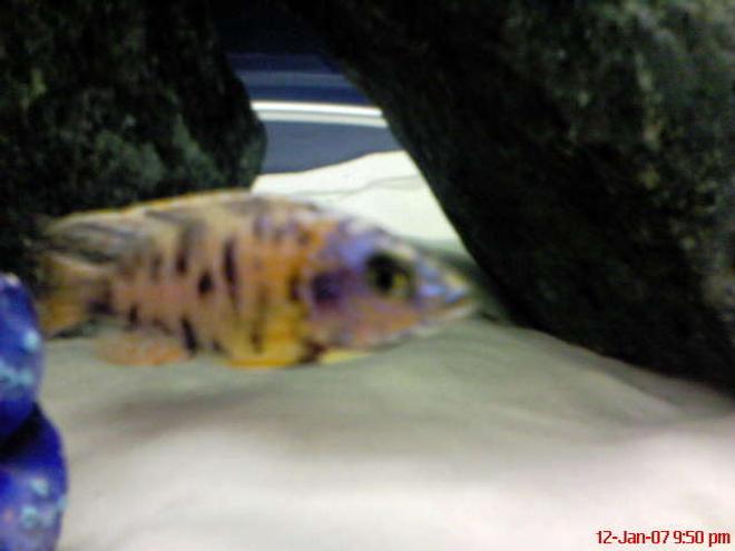 freshwater fish - aulonocara nyassae var. - peacock cichlid, orange blossom stocking in 60 gallons tank - ob peacock