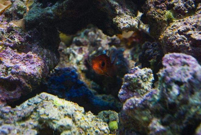 saltwater fish - sargocentron xantherythrum - squirrelfish, striped stocking in 190 gallons tank - Alvin the Squirrelfish