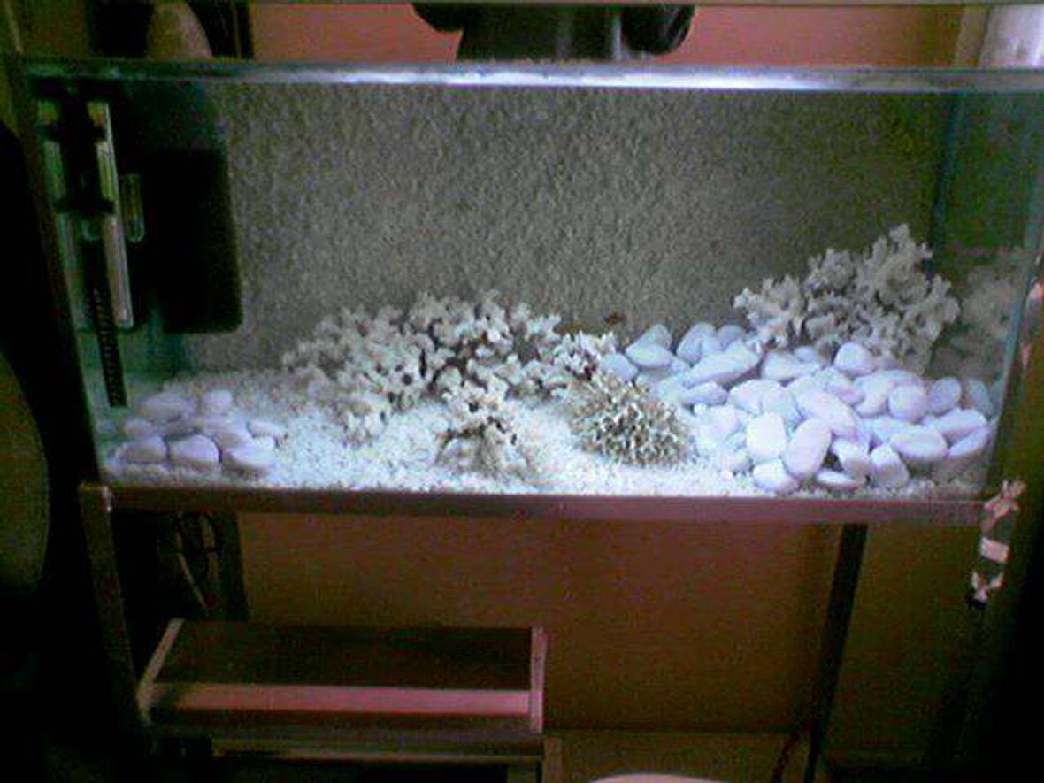 72 gallons freshwater fish tank (mostly fish and non-living decorations) - i love my aquariums