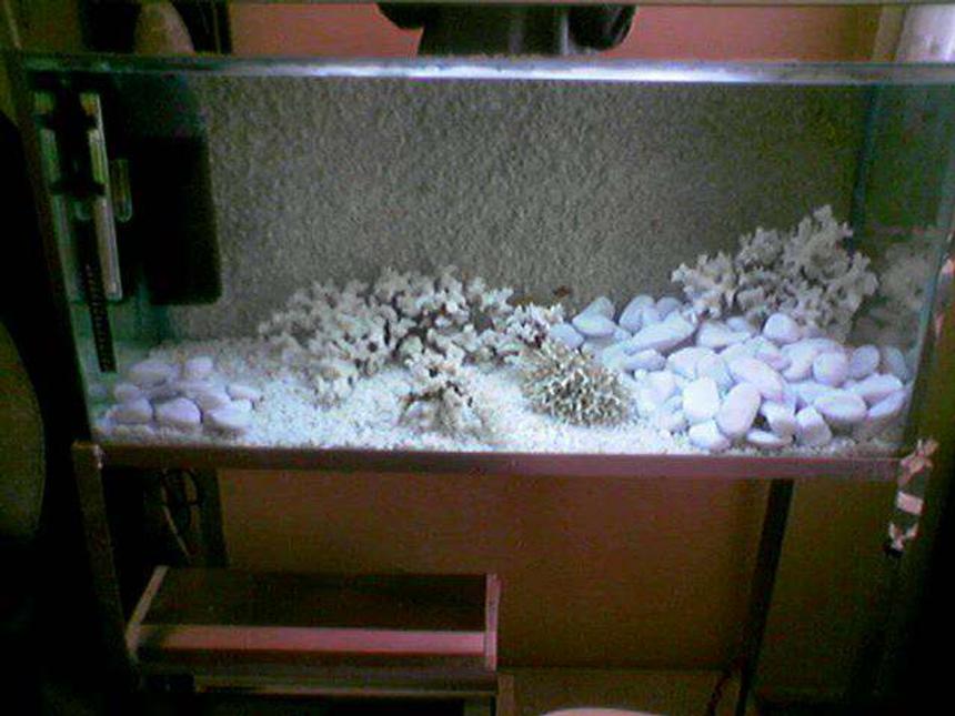 Rated #475: 72 Gallons Freshwater Fish Tank - i love my aquariums