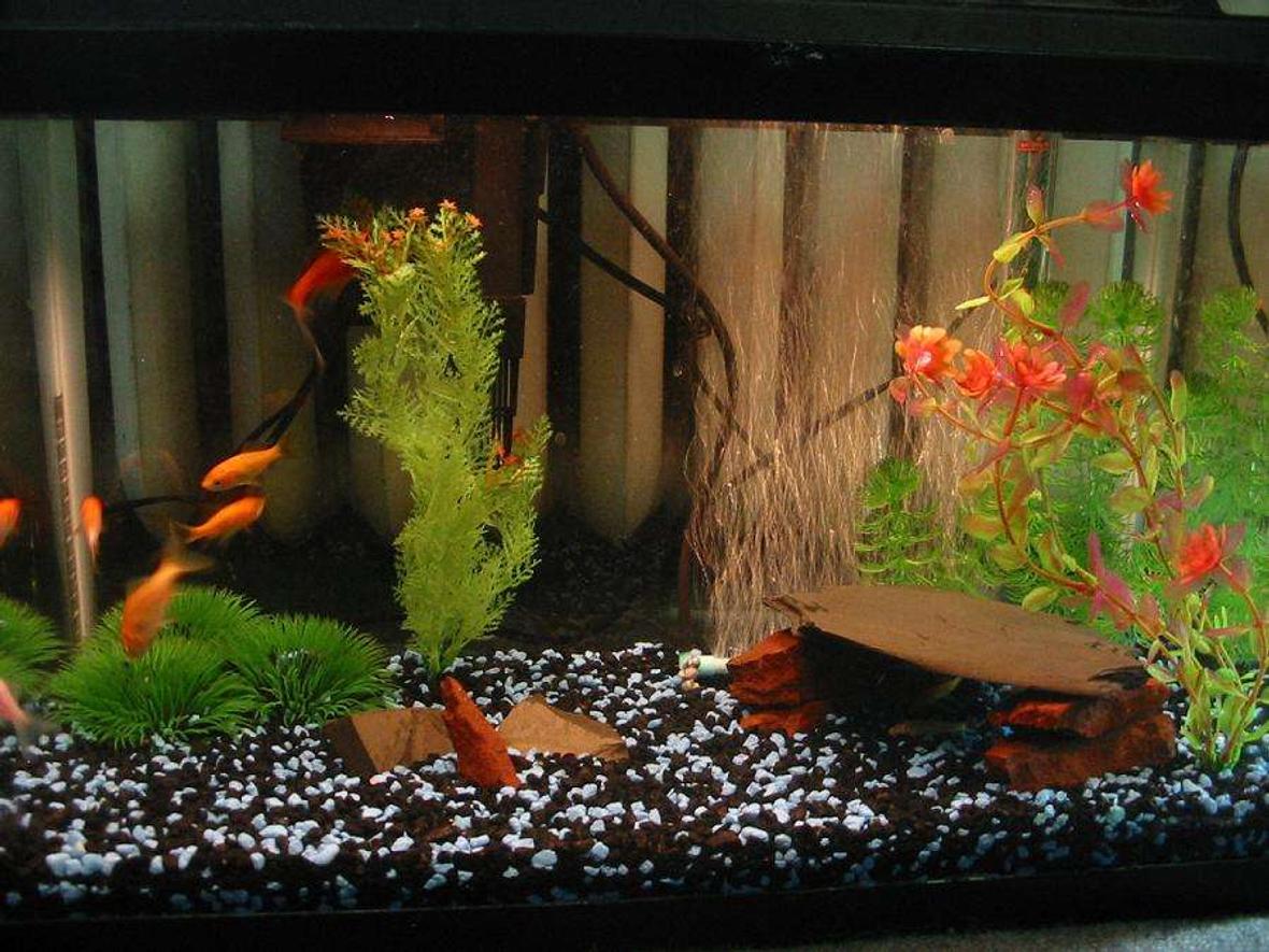 freshwater fish - carassius auratus - goldfish stocking in 10 gallons tank - My cute little gold fish. . .isn't the set-up adorable?