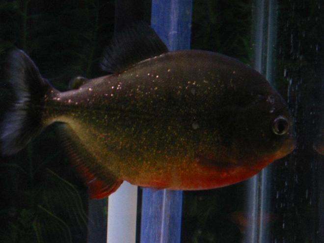 freshwater fish - pygocentrus nattereri - redbellied pirhana stocking in 55 gallons tank - Vicious
