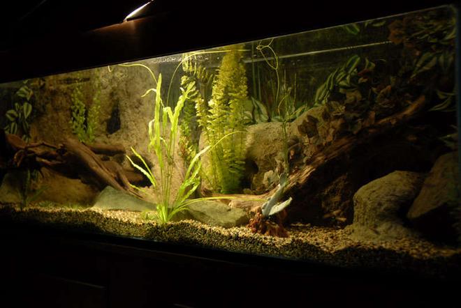 120 gallons freshwater fish tank (mostly fish and non-living decorations) - My Tank.