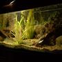 120 gallons freshwater fish tank (mostly fish and non-living decorations) - My Tank.