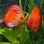 freshwater fish - symphysodon sp. - red marlboro discus stocking in 180 gallons tank - Pair of Marlboro Red Discus in a 100 Gallon tank. Approximately 6 inches high. THey have spawned several times but have failed to raise their young.