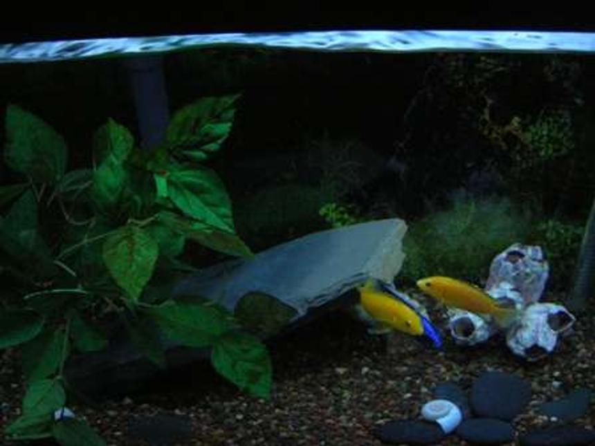 Rated #312: 20 Gallons Freshwater Fish Tank - african cichlid tank