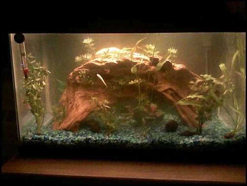 Rated #226: 10 Gallons Planted Tank - Contains 2 pepper corydoras, 1 Pictus Catfish, 2 Guppys and an Algae Eater.  Various live plans including Moneywart, Rotala, Red Ludwigia.