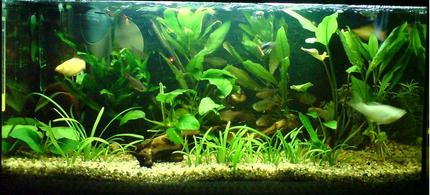 15 gallons planted tank (mostly live plants and fish) - my aqua