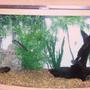 50 gallons freshwater fish tank (mostly fish and non-living decorations) - 50 gallon bow front tank. It's feeding time for the fish.