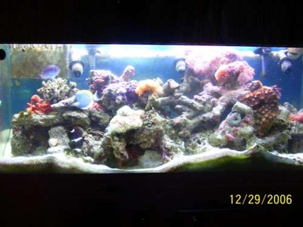 75 gallons reef tank (mostly live coral and fish) - Full tank view