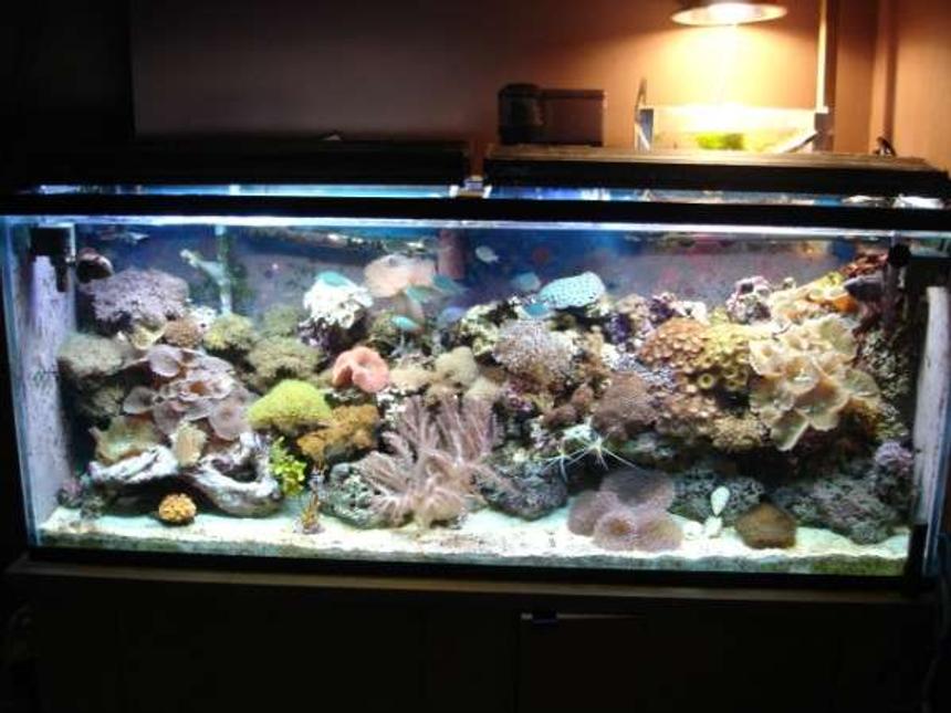 Rated #76: 112 Gallons Reef Tank - 100 gal reef