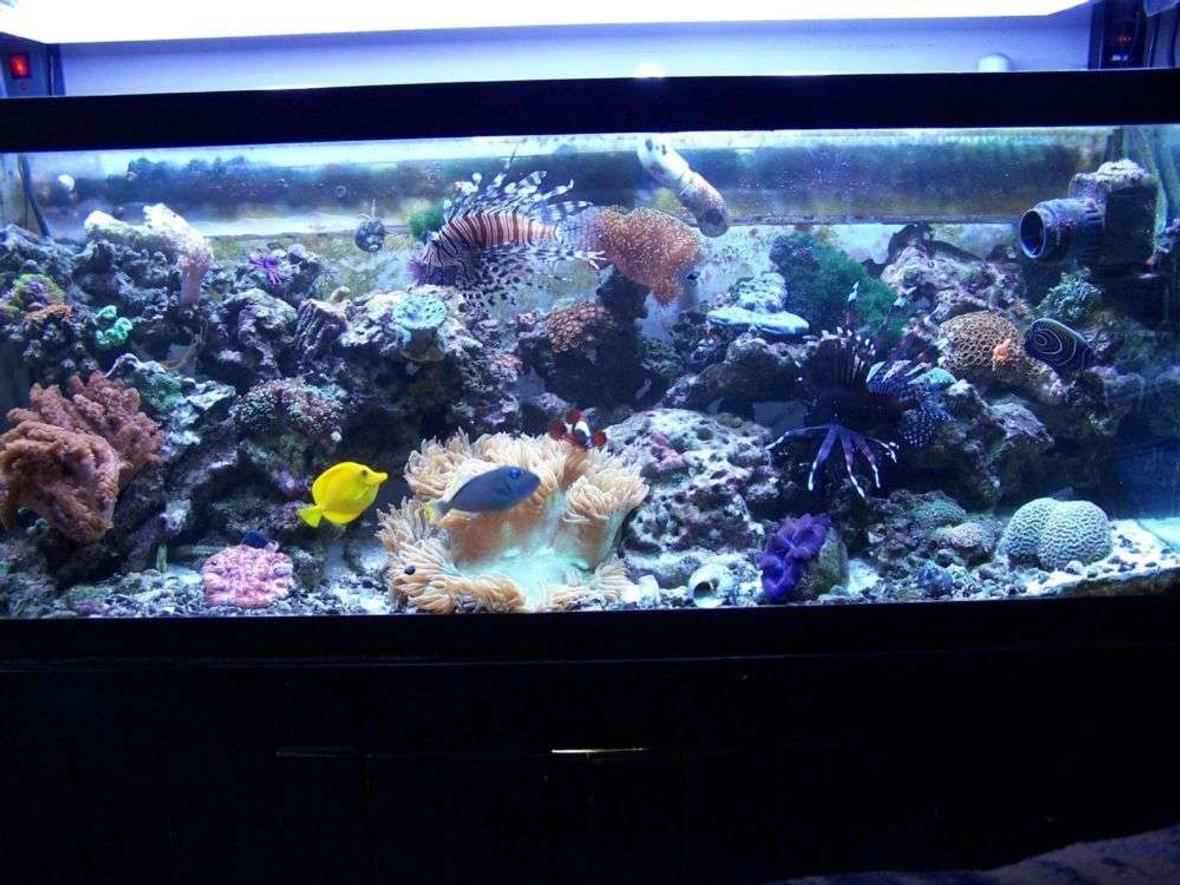 75 gallons reef tank (mostly live coral and fish) - predatory reef