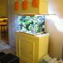 37 gallons reef tank (mostly live coral and fish) - full shot