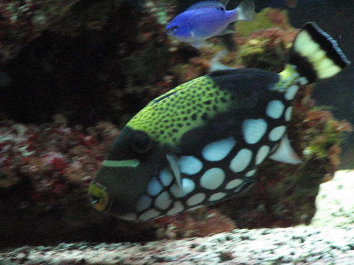 saltwater fish - balistoides conspicillum - clown triggerfish stocking in 75 gallons tank - 2 and a half year old clown triggerfish balistiodes conspicillum