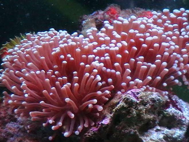 corals inverts - euphyllia glabrescens - torch coral stocking in 25 gallons tank - Torch Coral