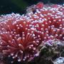 corals inverts - euphyllia glabrescens - torch coral stocking in 25 gallons tank - Torch Coral