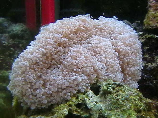 corals inverts - euphyllia paradivisa - frogspawn coral stocking in 25 gallons tank - Divisia