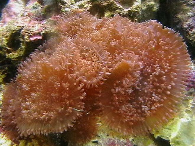 corals inverts - rhodactis indosinensis - hairy mushroom stocking in 25 gallons tank - Fuzzy Morphs.