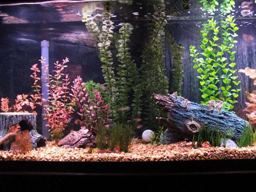 Rated #292: 55 Gallons Freshwater Fish Tank - Picture of my 55gal aquarium.