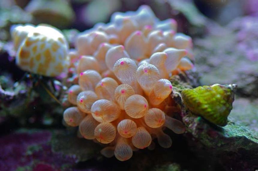 Rated #28: Corals Inverts - Entacmaea Quadricolor - Rose Bulb Anemone Stocking In 14 Gallons Tank - Rose BTA